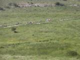 צעדה 2012 צועדים להנאה