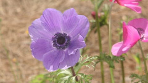 flowers_7.jpg