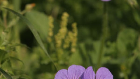 flowers_3.jpg