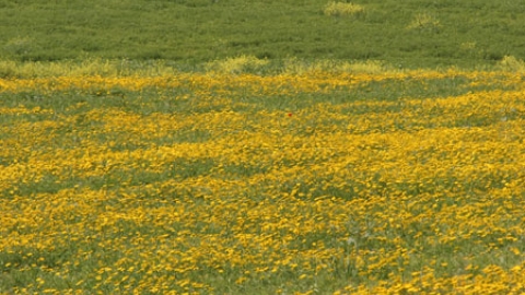 flowers_8.jpg