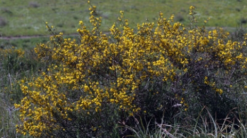 flowers_1.jpg
