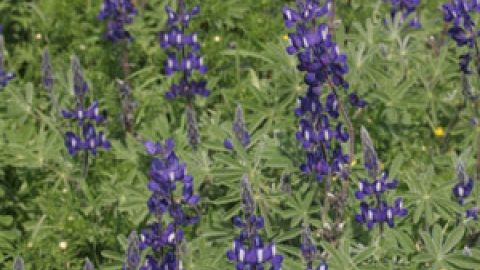 flowers_2.jpg