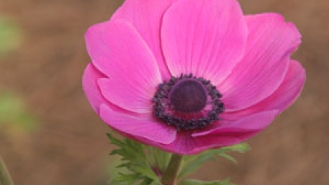 flowers_10.jpg