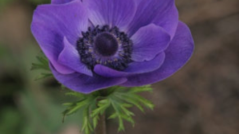 flowers_4.jpg