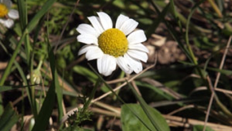 flowers_6.jpg