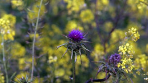 flowers_11.jpg