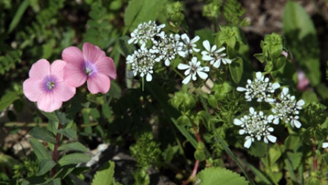 flowers_12.jpg